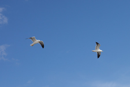 Seagull in the skyの写真素材