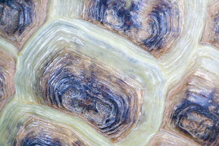 Texture of the turtle's carapace.の写真素材