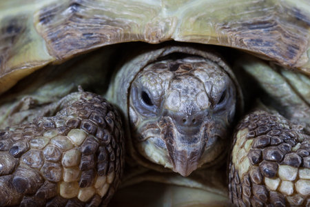 turtle on the wooden desk