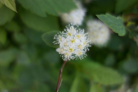 Spiraea Vanhoutei flower treeの写真素材