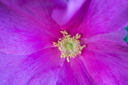 Close up of the flowers of dog rose.  Rosa canina.の写真素材
