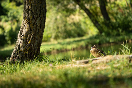 Mallard hen by park pond under dappled summer light (copy space)