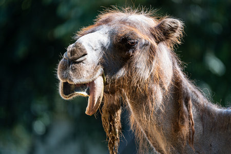 Shaggy camel headshot, tongue out, soft bokeh background