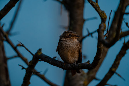 Wild bird perched on a leafless tree branch against blue skyの写真素材
