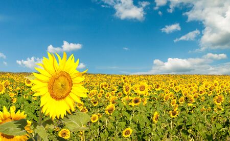 Field of sunflowers on the background of blue sky with cloudsの写真素材