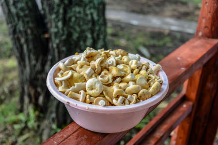 mushroomsの写真素材