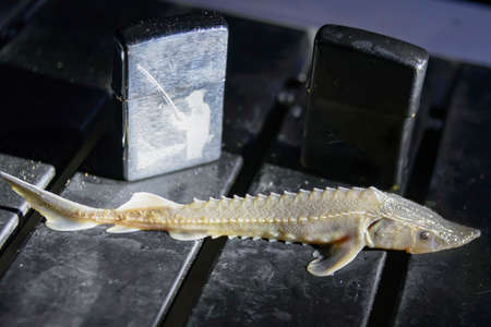 Little Sturgeon.の写真素材