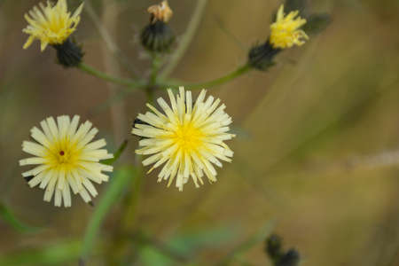 Wild flower. Wildflowers in the approximation. Autumn in the Far East of Russia.の写真素材