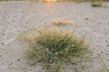 Morning dew. Early morning dew on the grass in the sun.の写真素材