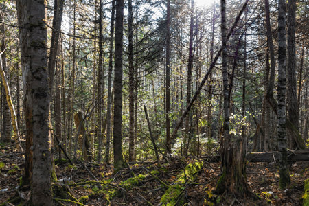 The trees Far Eastern taiga. Taiga beauty. Trees, shrubs, grass in the Far Eastern taiga.