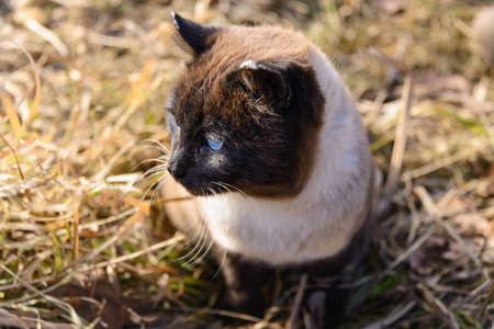 Siamese cat Country bandit fisherman and hunter of mice.の写真素材