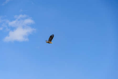White-tailed eagle. White-tailed eagle soars above the earth in search of prey.の写真素材