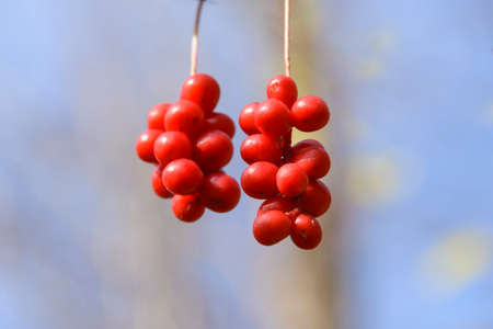 Brush fruit Schizandra. Far Eastern taiga. Spurs Sikhote - Alin.の写真素材