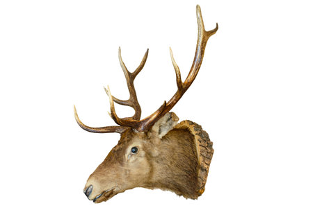 Deer head on the wall. Deer head on the wall of a village house.の写真素材