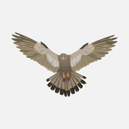 realistic eagle soaring eagle, catching prey, a symbol of freedom, flat design, imageの写真素材