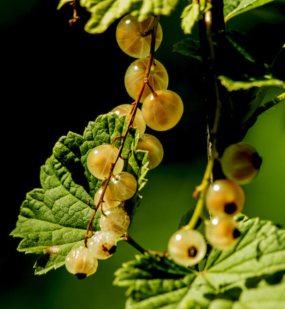 White sorodinaの写真素材