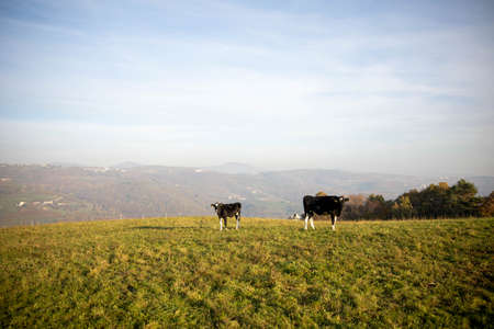 agriculture industry, farming, people and animal husbandry concept - Grazing cows. black and white cow grazing on meadow in mountains. Cattle on a pastureの写真素材