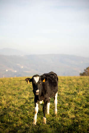 agriculture industry, farming, people and animal husbandry concept - Grazing cows. black and white cow grazing on meadow in mountains. Cattle on a pastureの写真素材