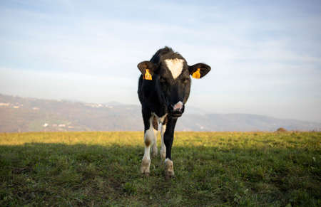 agriculture industry, farming, people and animal husbandry concept - Grazing cows. black and white cow grazing on meadow in mountains. Cattle on a pastureの写真素材