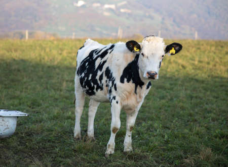 agriculture industry, farming, people and animal husbandry concept - Grazing cows. black and white cow grazing on meadow in mountains. Cattle on a pastureの写真素材