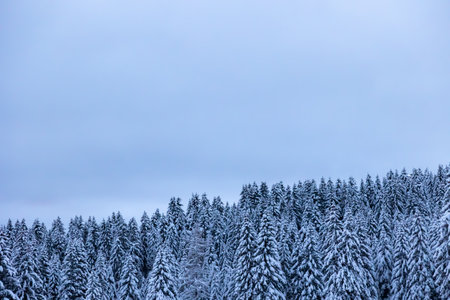 Winter trees in mountains covered with fresh snow coldの写真素材