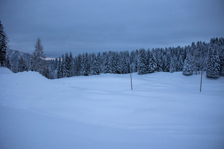 Winter trees in mountains covered with fresh snow coldの写真素材