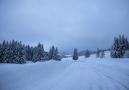 Winter trees in mountains covered with fresh snow coldの写真素材
