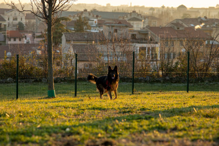 german shepherd dog in the park at the sunsetの写真素材