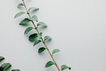 Multiple green leaves on twigs. nature plant freshness growth spring summer copy space concept.の写真素材