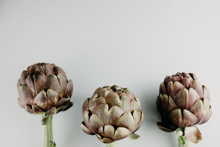 Artichoke flower, purple and green edible bud isolatedの写真素材