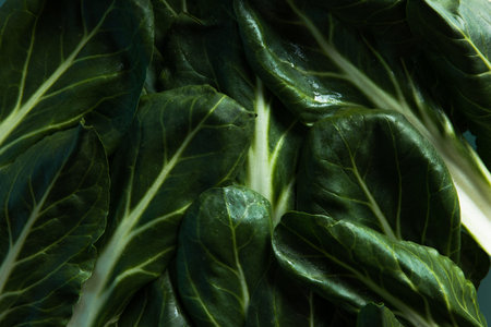 Bok choy, chinese cabbage, vegetable on white background