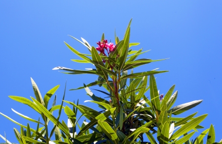 blooming tree against the blue skyの写真素材