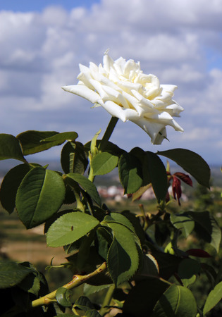 white roses soft effectの写真素材