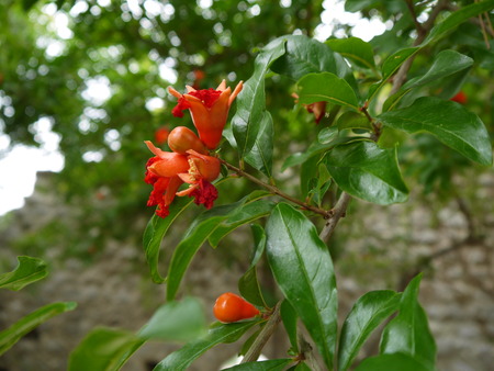 Pomegranate tree flowersの写真素材