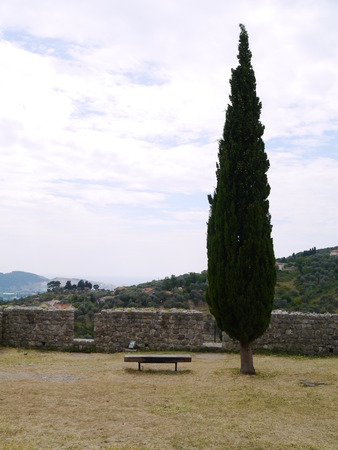 Bench under treeの写真素材