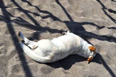 Cute little dog with a towel over his muzzle at the beachの写真素材