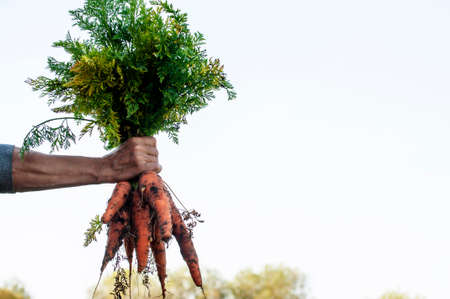 Large carrots in the farmers hand, the concept of a good harvestの写真素材