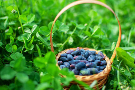 basket with berries in the grass in sammerの写真素材