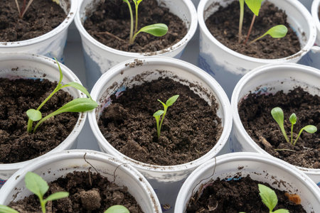 seedlings of bell pepper in cardboard boxes, on aの写真素材