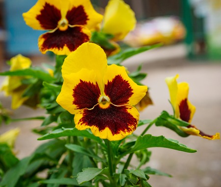 Photo of flowers growing in the city park hdの写真素材