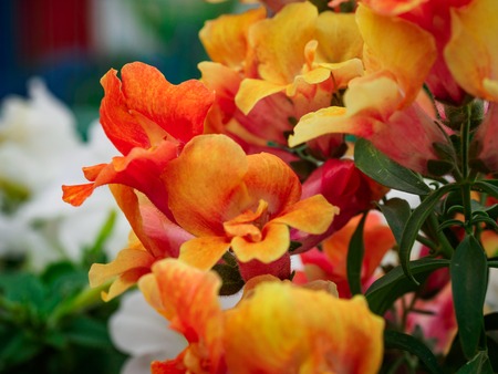 Photo of flowers growing in the city park hdの写真素材