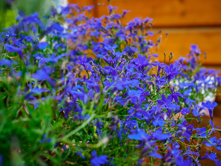 Photo of flowers growing in the city park hdの写真素材