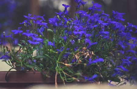 Photo of flowers growing in the city park hdの写真素材