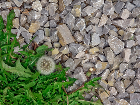 Stones, grass, ground-for the background hdの写真素材