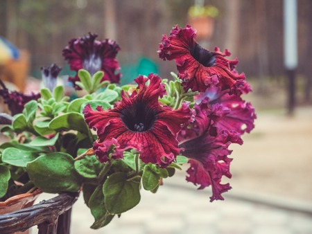 Photo of flowers growing in the city park hdの写真素材