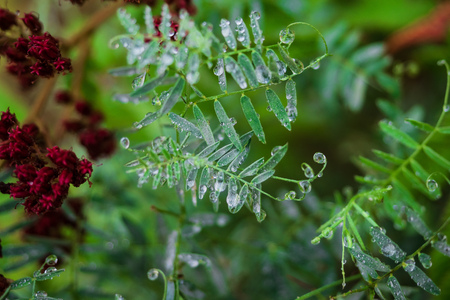 photo of beautiful green leaves with drops of rainの写真素材