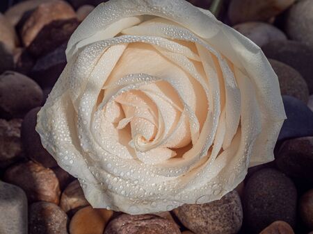 roses in drops of water .の写真素材