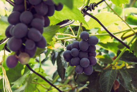 blue grape brush growing on the vine in the autumn garden