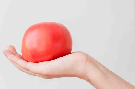ripe tomato in the hands of a childの写真素材