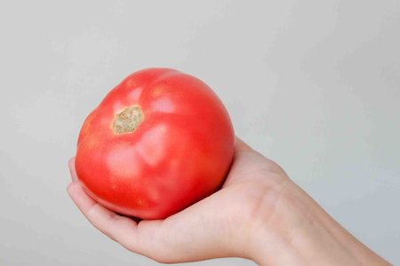 ripe tomato in the hands of a child